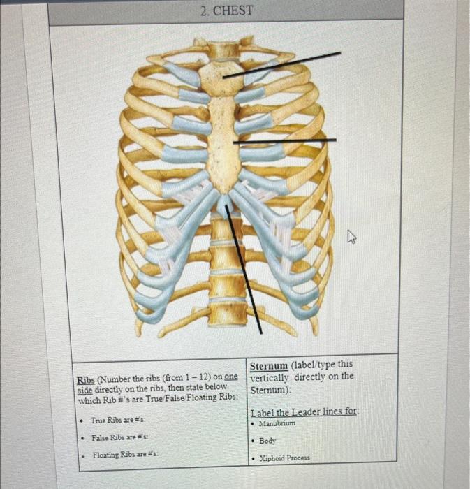 Solved label chest | Chegg.com