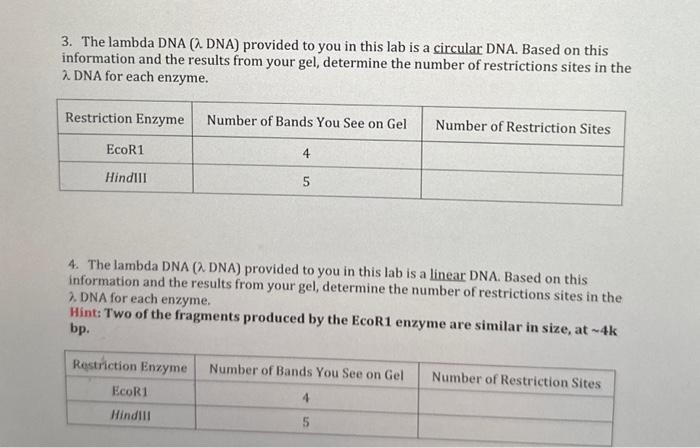 Solved 3 The Lambda DNA 2 DNA Provided To You In This Lab Chegg Com   Image