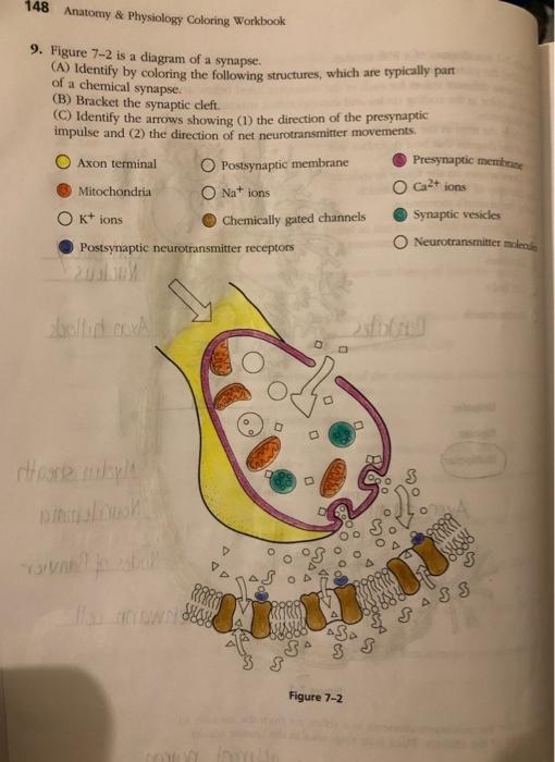 chemical synapse labeled