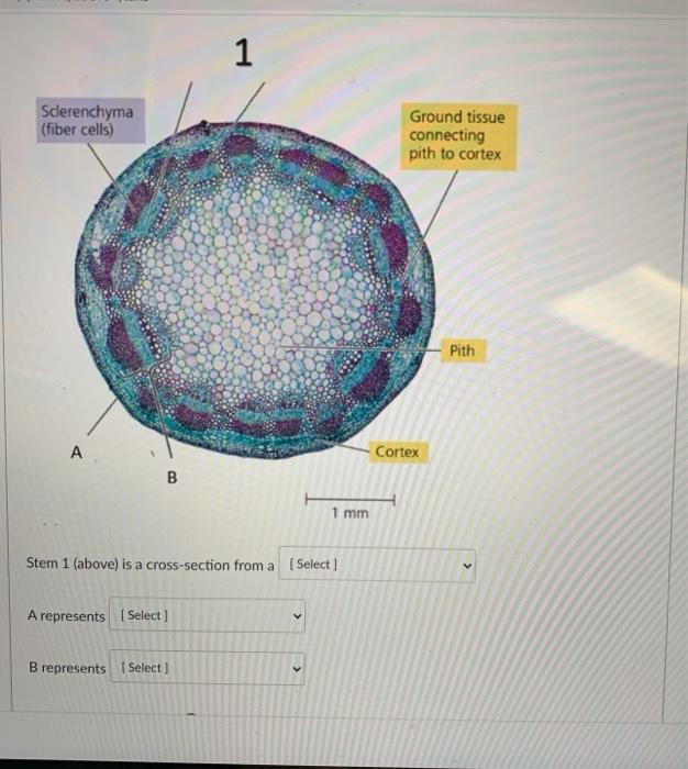 Solved A B Vascular cylinder 100 m С Pericycle m o D E 50 m | Chegg.com