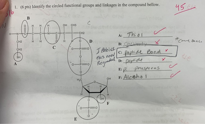 Solved 1. (6 pts) Identify the circled functional groups and | Chegg.com