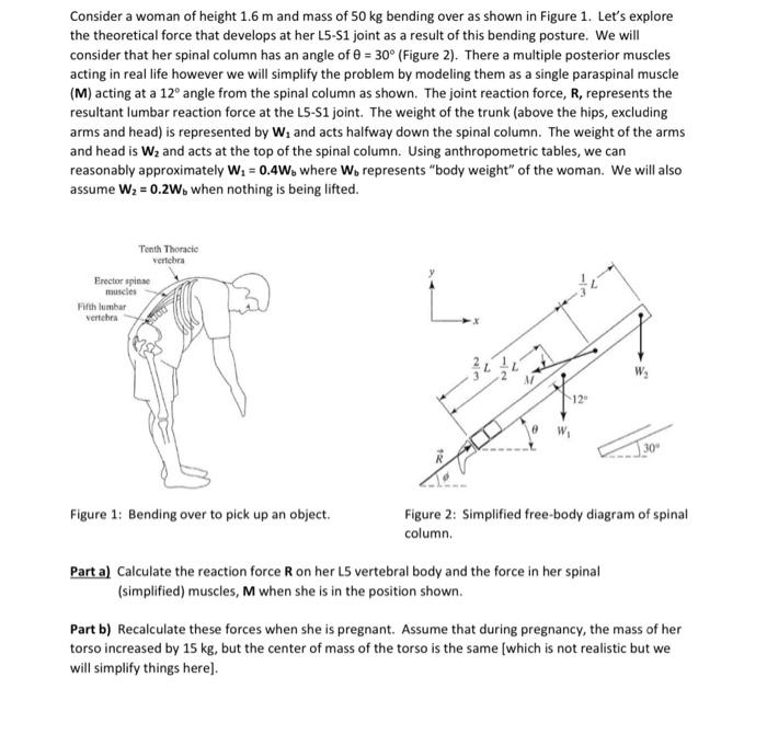 Consider a woman of height 1.6 m and mass of 50 kg | Chegg.com