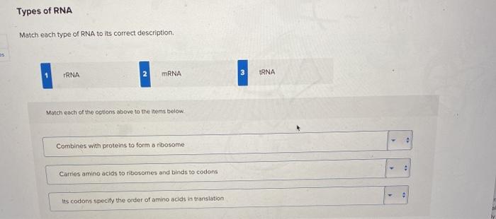 Solved Types of RNA Match each type of RNA to its correct | Chegg.com