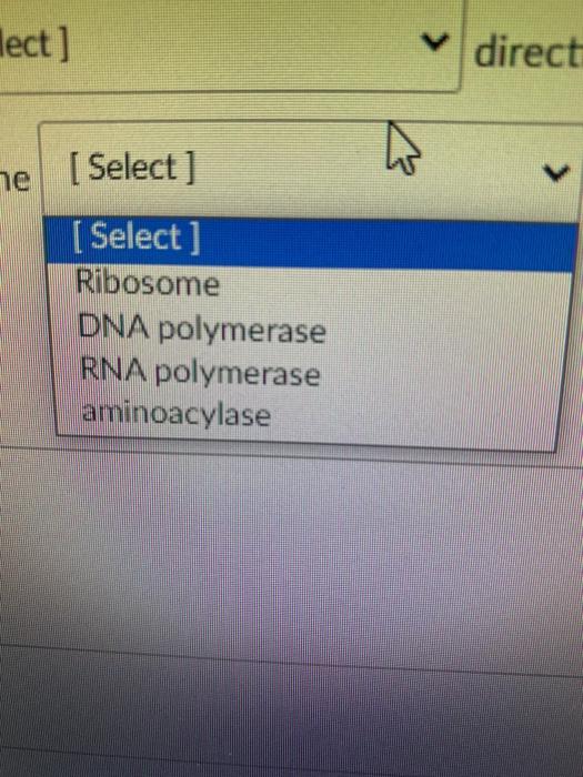 lect] v direct w пе [ Select ] [ Select] Ribosome DNA polymerase RNA polymerase aminoacylase