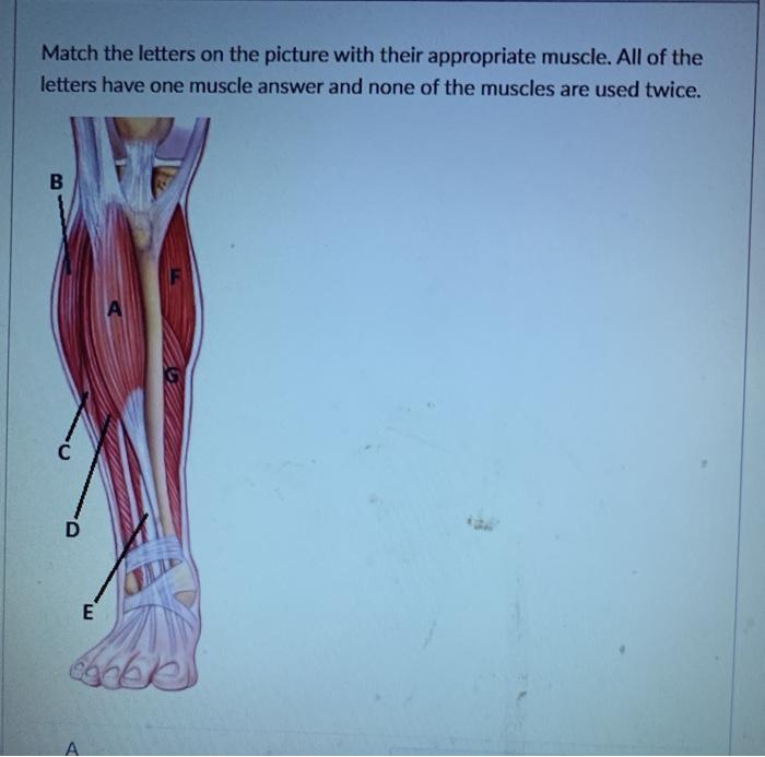 Solved Match the letters on the picture with their | Chegg.com