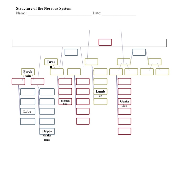 Solved Structure of the Nervous System Name: Date: Brai n 문 | Chegg.com