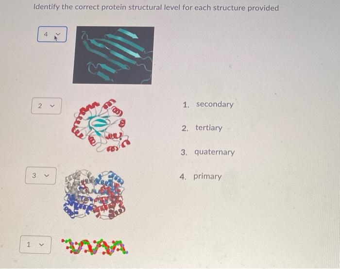Solved Identify the correct protein structural level for | Chegg.com