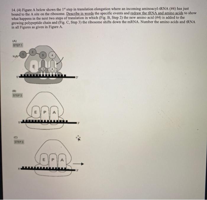 Solved 14. (4) Figure A below shows the 1" step in | Chegg.com