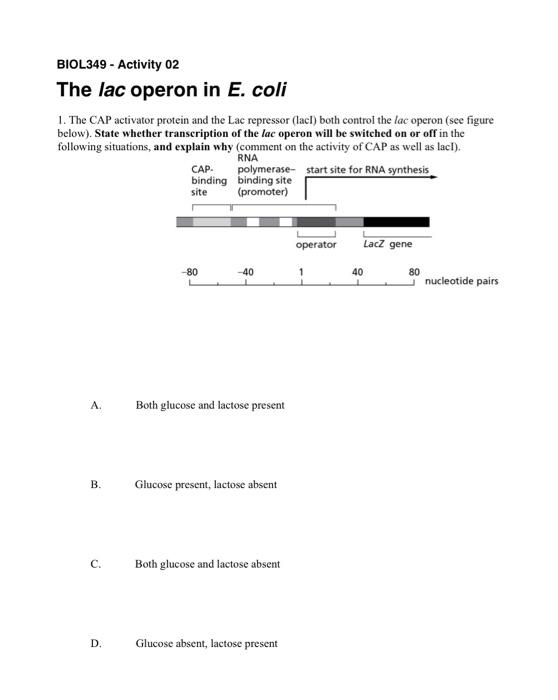 Solved BIOL349 - Activity 02 The lac operon in E. coli 1. | Chegg.com