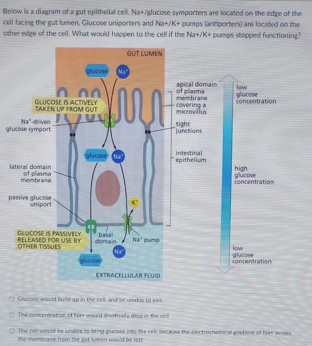 Below is a diagram of a gut epithelial cell. Nat/glucose symporters are located on the edge of the
cell facing the gut lumen.