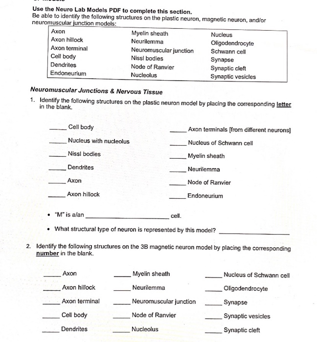 Solved Use the Neuro Lab Models PDF to complete this | Chegg.com