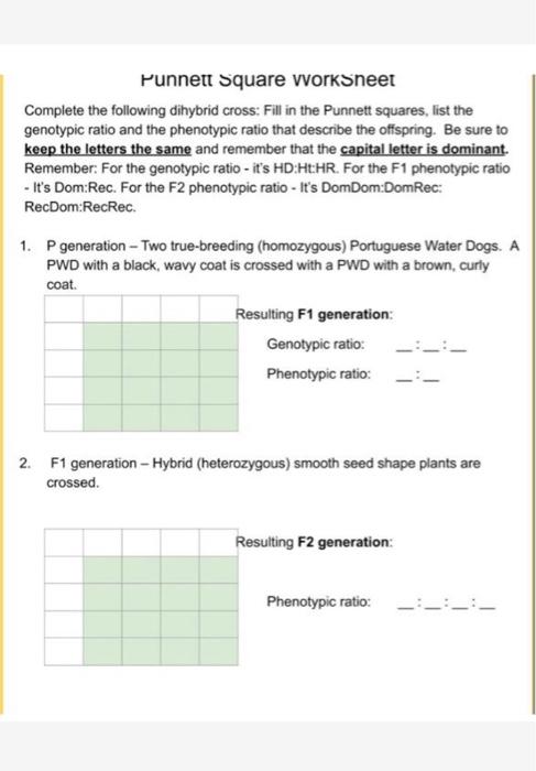 dihybrid cross punnett square worksheet