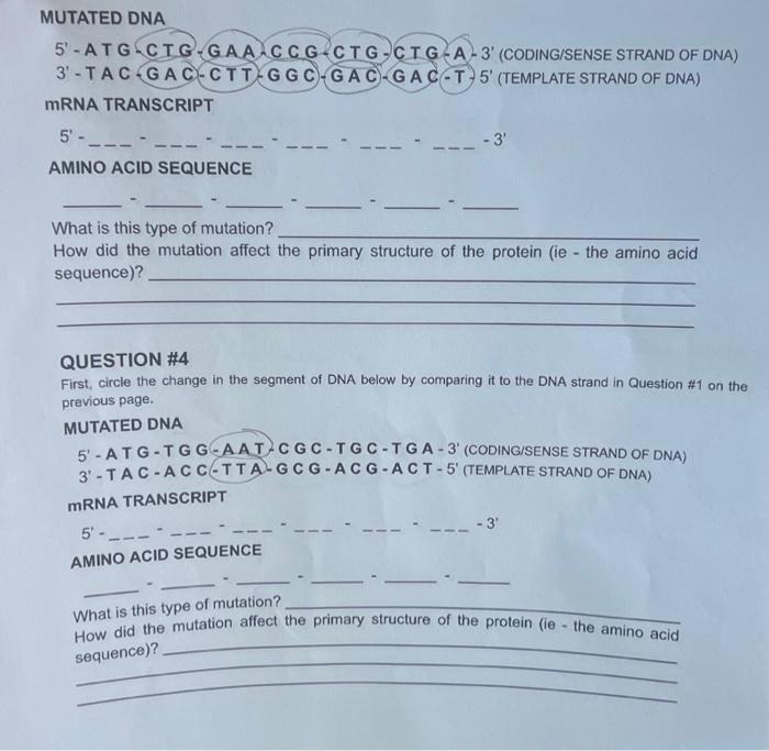 Solved MUTATED DNA 5' - A T G C T G-GAA-C C G-CTG-CTG-A-3' | Chegg.com