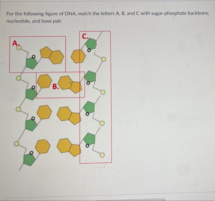 Solved For The Following Figure Of DNA, Answer The Following | Chegg.com