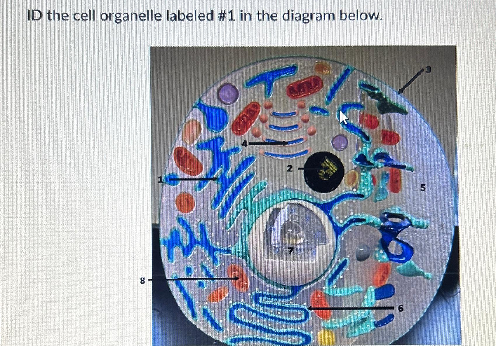 Solved ID the cell organelle labeled #1 ﻿in the diagram | Chegg.com