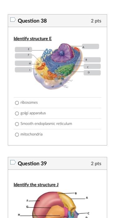 Question 38
ribosomes
golgi apparatus
Smooth endoplasmic reticulum
mitochondria
Question 39