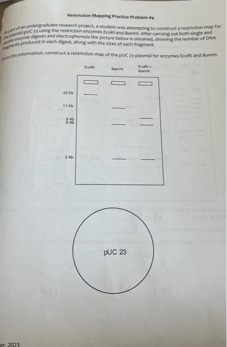 Solved Restriction Mapping Practice Problem #4 undergraduate | Chegg.com