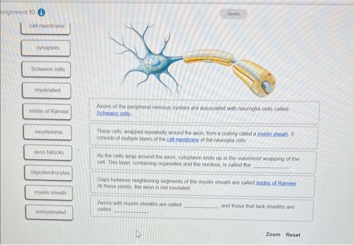 Solved Axons of the penipheral nervous system are associated | Chegg.com