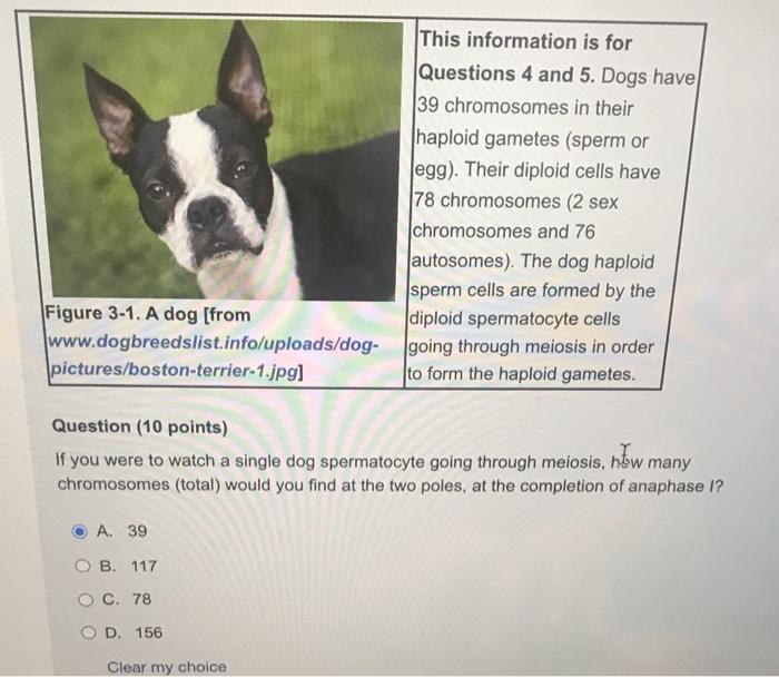 How Many Chromosomes Are In A Dog Cell