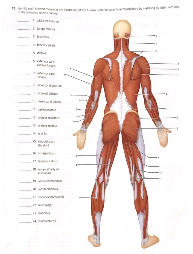 Solved General Review: Muscle Recognition Identify each