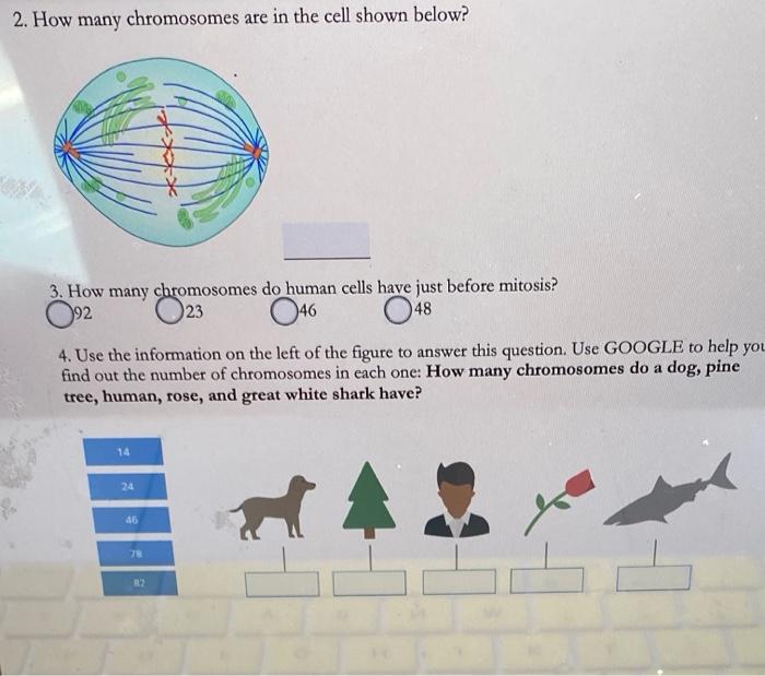 Solved 1. Match the correct terms of the cell cycle to their | Chegg.com