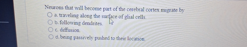 Solved Neurons that will become part of the cerebral cortex | Chegg.com