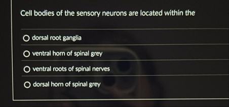 Solved Cell bodies of the sensory neurons are located within | Chegg.com