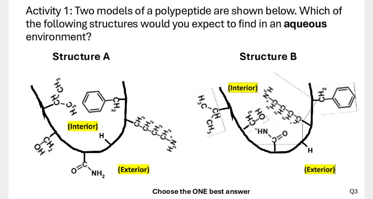 Solved Activity 1: Two models of a polypeptide are shown | Chegg.com