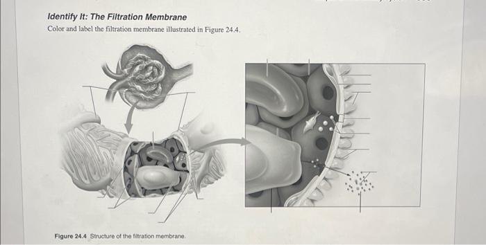 Solved Identify It: The Filtration Membrane Color and label | Chegg.com