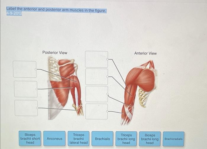 Solved Label the anterior and posterior arm muscles in the
