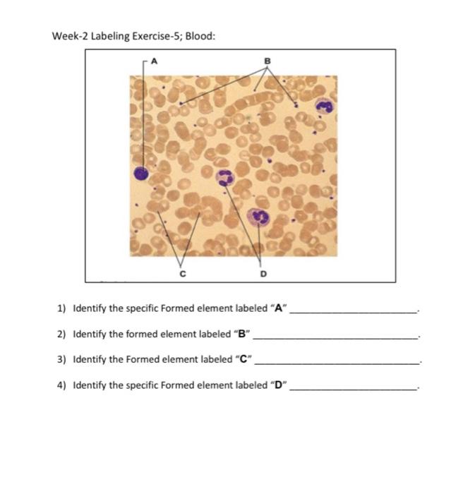 Week-2 Labeling Exercise-5; Blood: 1) Identify the specific formed element labeled A 2) Identify the formed element labeled