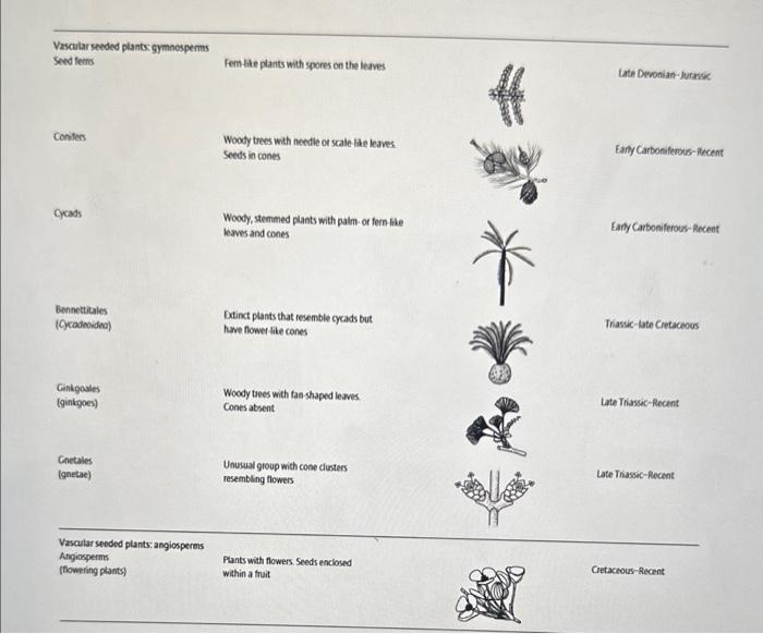 Solved Which groups of plants originated in the Late | Chegg.com