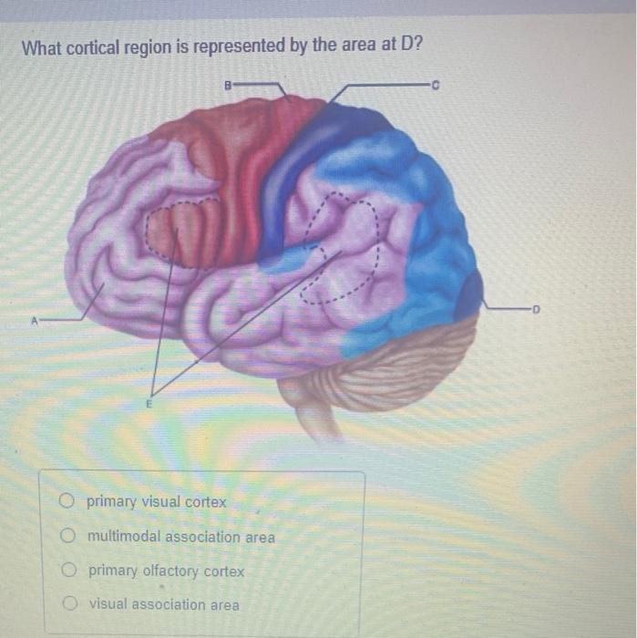 Solved What cortical region is represented by the area at D?