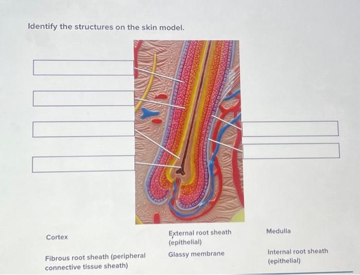 Solved Identify the structures on the skin model. Cortex | Chegg.com