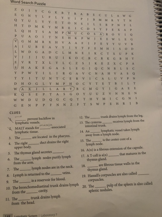 Solved Word Search Puzzle Z 0 1 Y CGK BT RABECULAWG EG NYL | Chegg.com