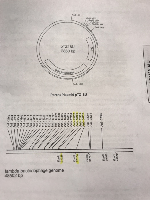 Solved 7. Draw your new plasmid with the insert of your | Chegg.com