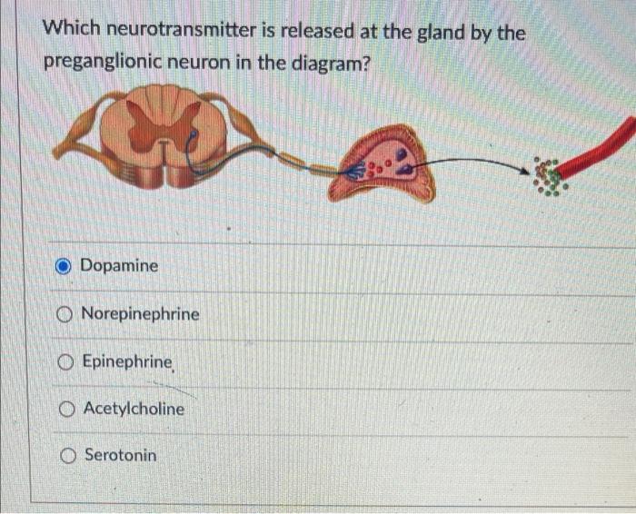 Which neurotransmitter is released at the gland by the preganglionic neuron in the diagram?
Dopamine
Norepinephrine
Epinephri