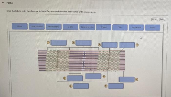 [Solved]: Part A Drag the labels onto the diagram to identi