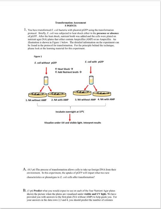 Solved 1. You have transformed E. coli bacteria with plasmid | Chegg.com