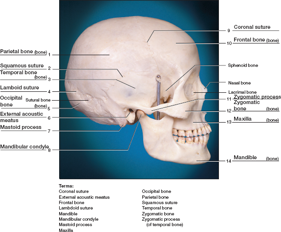 Chapter 14 Solutions | Laboratory Manual For Human Anatomy & Physiology