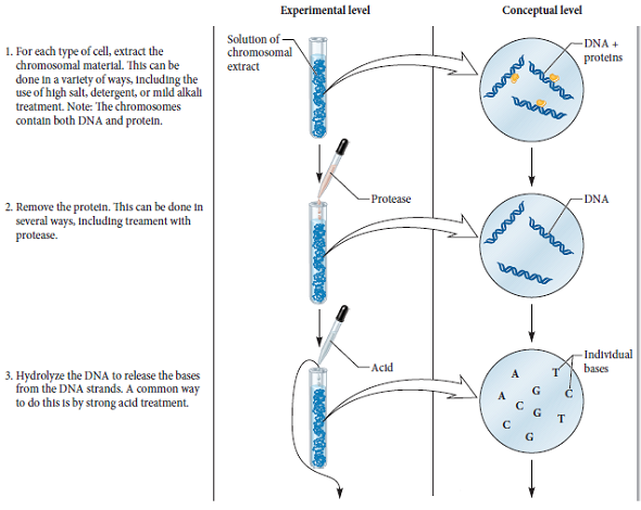 solved-with-regard-to-chargaff-s-experiment-described-in-figur