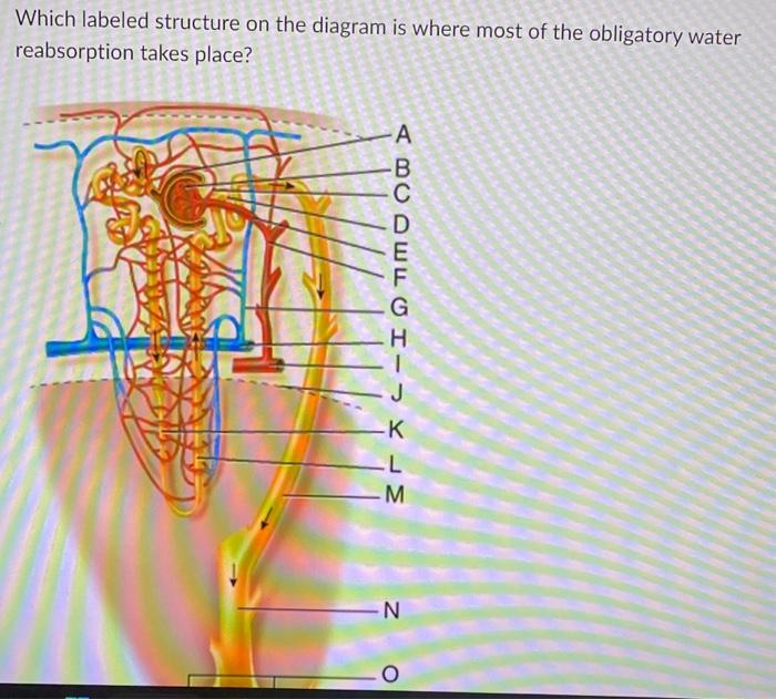 Solved Which Labeled Structure On The Diagram Is Where Most | Chegg.com