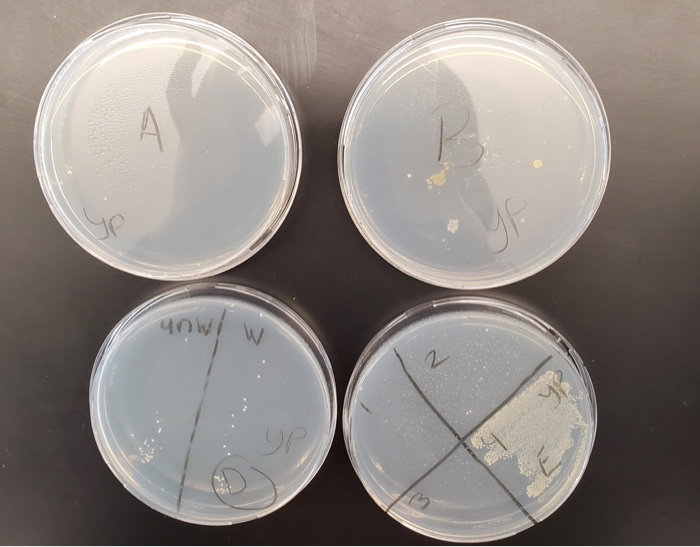 1. Appearance Of Bacteria Growth:color, Morphology Of | Chegg.com