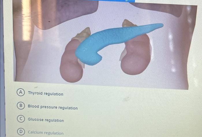 Thyroid regulation Blood pressure regulation Glucose regulation Calcium regulation