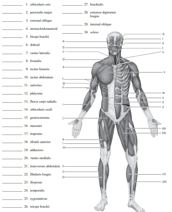 Muscle Names Diagram / The Latin Roots Of Muscles Names ...