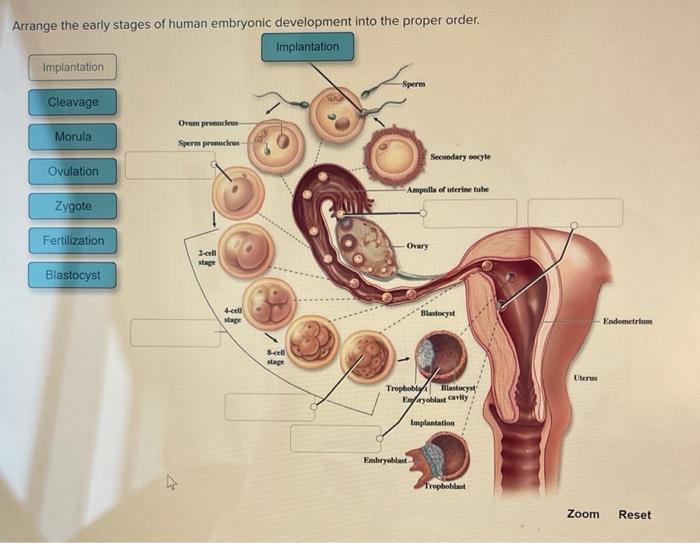 Solved Arrange the early stages of human embryonic | Chegg.com
