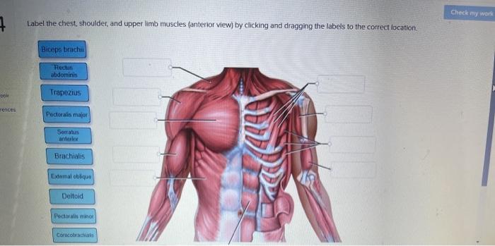 upper limb muscle diagram