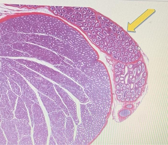 Solved 3 Name the structure the arrow is pointing to. A | Chegg.com