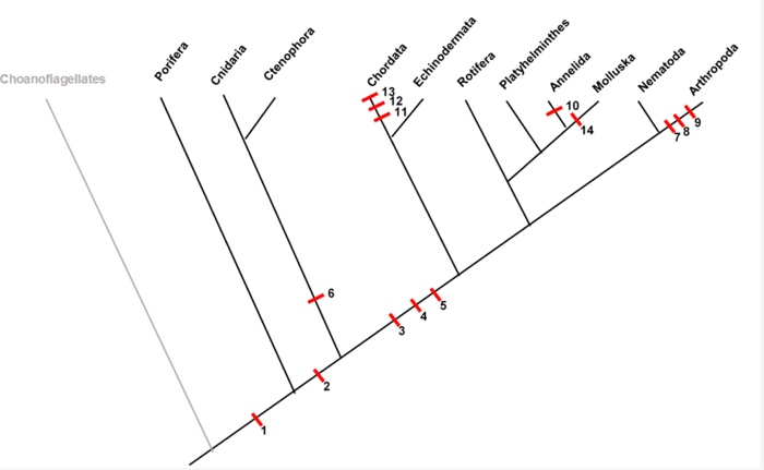 Solved Refer to the phylogenetic tree below to match select | Chegg.com