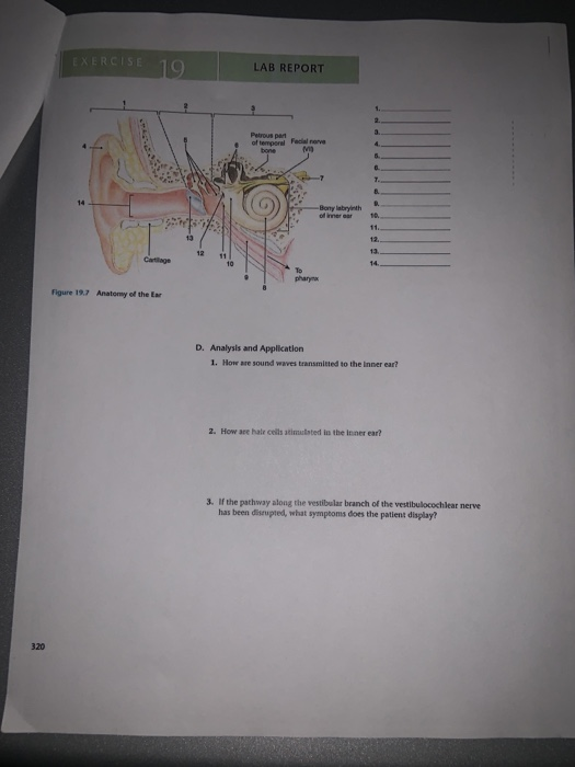 Solved 19 EXERCISE Name LAB REPORT Date Section Anatomy of | Chegg.com